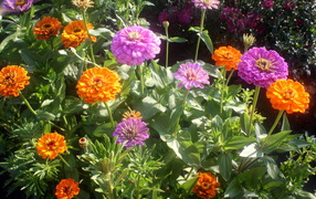 Красивые цветы цинния (циния) на клумбе в саду