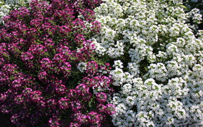 Красивые цветы алиссум в парке