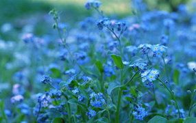 Beautiful flowers of forget-me-in the forest