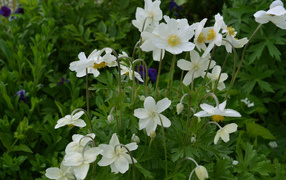Beautiful flowers on the meadow anemone