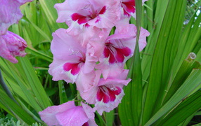 Beautiful gladiolus flowers in the flower bed in the garden