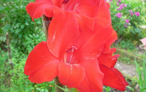 Beautiful gladiolus flowers in the park