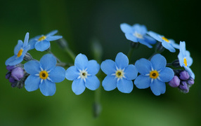 Beautiful little flowers forget-me