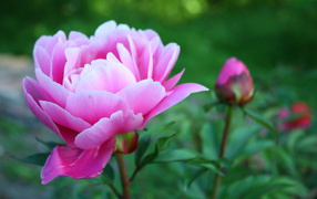 Beautiful peony bloomed in the morning