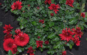 Красивые красные цветы хризантема