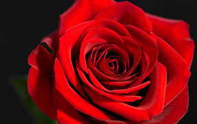 Красивая красная роза на чёрном фоне крупным планом
