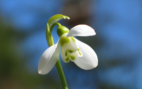 Beautiful snowdrop in the park