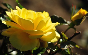 Красивые жёлтые розы цветут