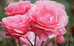 Распустившиеся розовые цветы