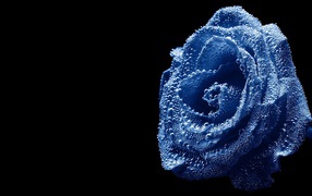 Blue rose, submerged