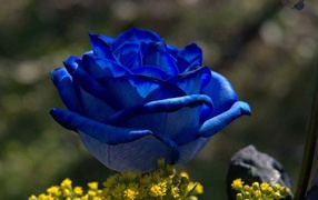 Blue rose at sunrise
