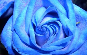 Blue rose on a dark background