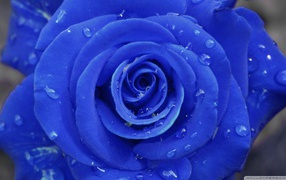 Blue rose on a gray background