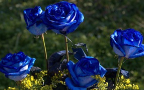 Blue roses are blooming in the garden
