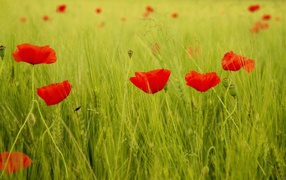 Bright poppies on field