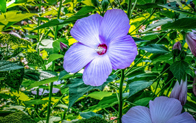 Bright purple flower