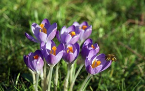 Crocus flowers of spring