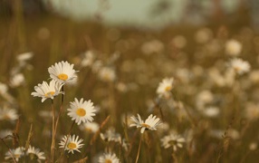 Daisies on a blurred background
