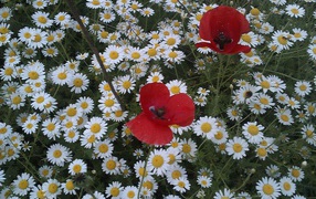 Daisy flowers with red poppy