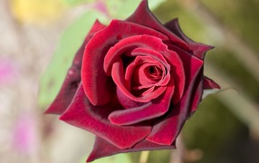 Роза насыщенного красного цвета