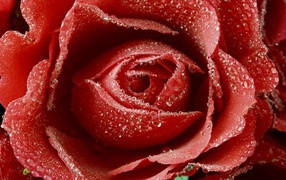 Dewy red rose