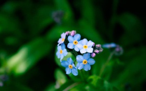 Forget-me flowers in the forest