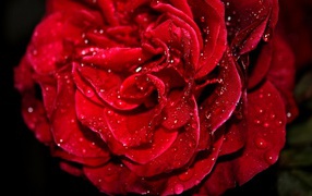 Свежая красная роза