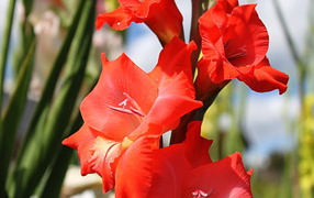 Garden flowers gladiolus on a country site