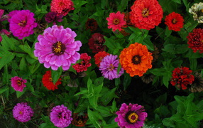Садовые цветы цинния (циния) на дачном участке