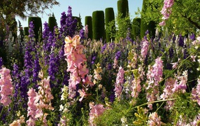 Цветение гладиолусов в саду