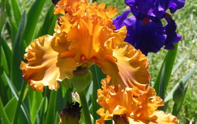 Growing iris flowers in the garden
