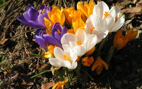 In a clearing spring flowers crocus