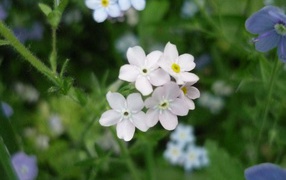 In the forest, beautiful flowers forget-me