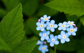 In the forest flowers forget-me-