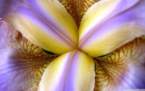 Inside the iris bud