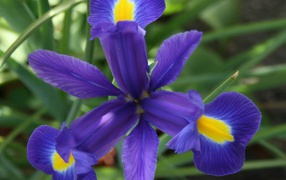 Iris flower in all its glory