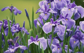 Irises in the flowerbed