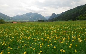 Large field of dandelions