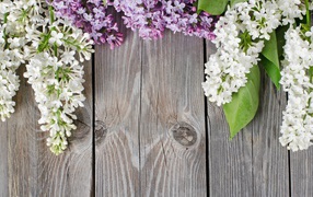 Lilac on boards