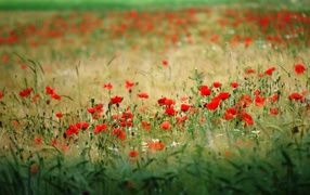 Many red poppy field