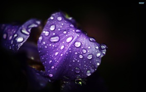 Moisture on the petals of the iris