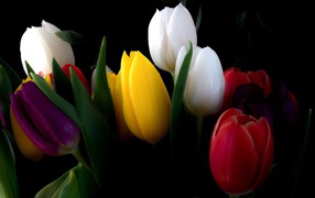 Multicolored tulips on a black background