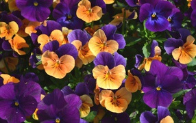 Оранжевые и фиолетовые цветы