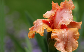 Orange iris flower