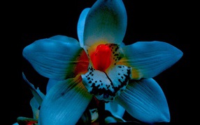 Orchid on a black background