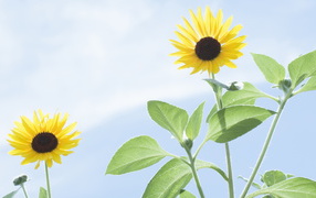 Pair of flowers of sunflower in the sun
