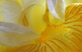 Petals yellow iris