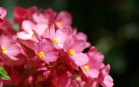 Розовые цветы с желтыми тычинками