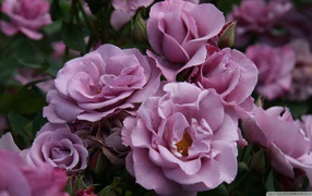 Purple garden roses