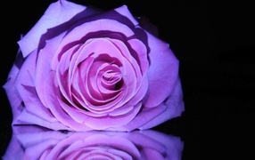 Purple rose on the mirror table